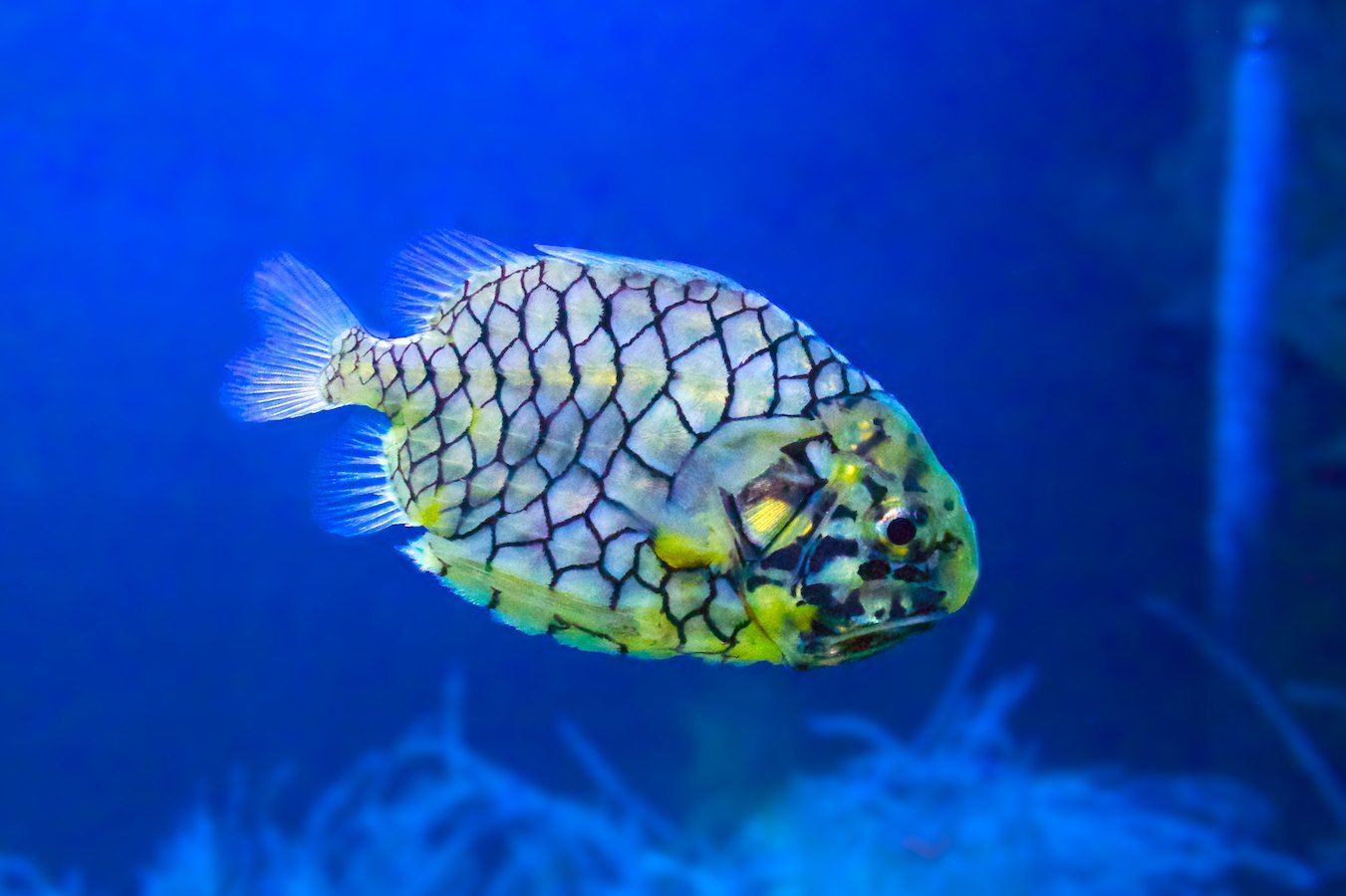 Fisch im L'Oceanogràfic