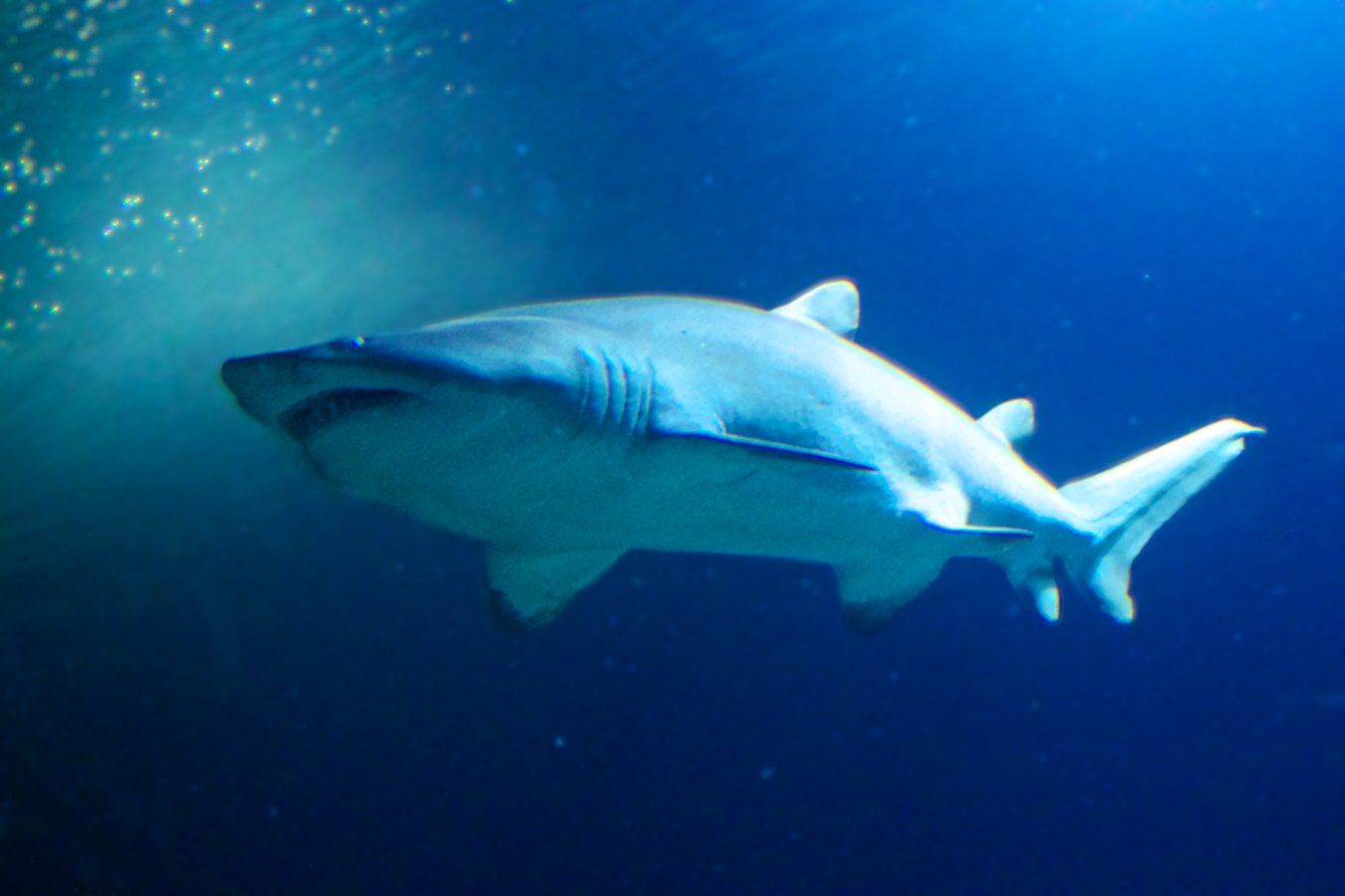 Hai im L'Oceanogràfic